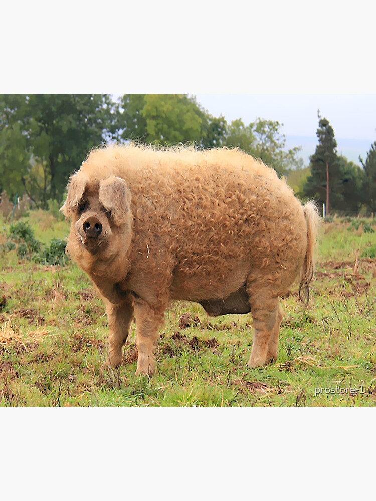 "Mangalica Pig" Sticker for Sale by prostore1 Redbubble