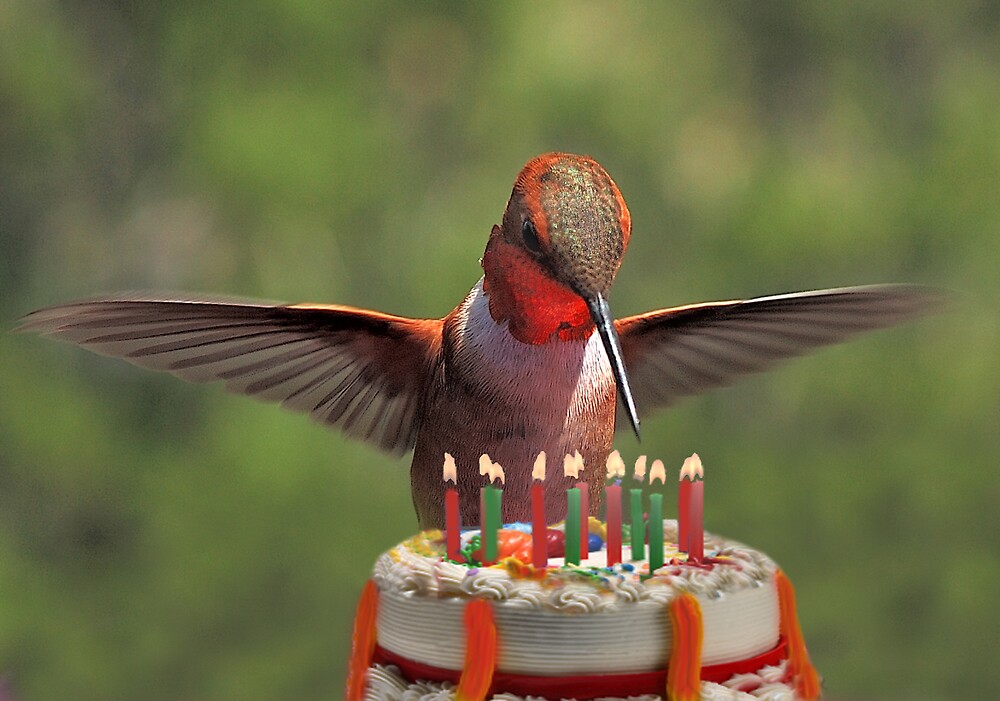 "Birthday Bird" by Ken Aitchison | Redbubble