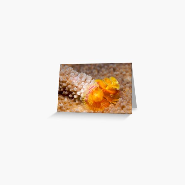 Ribbon Reefs - Christmas Tree Worms Greeting Card