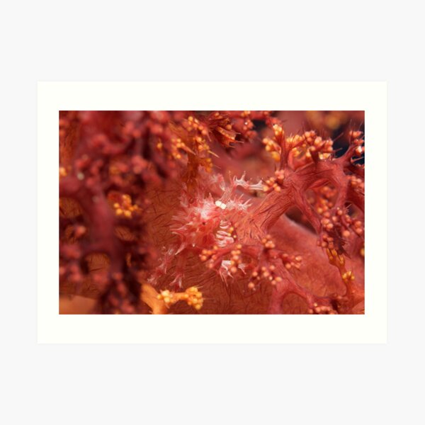 Ribbon Reefs - Coral Crab Art Print