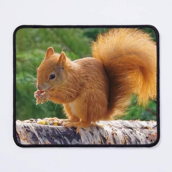 Item preview, Red Squirrel with Nuts designed and sold by Stephen Frost.