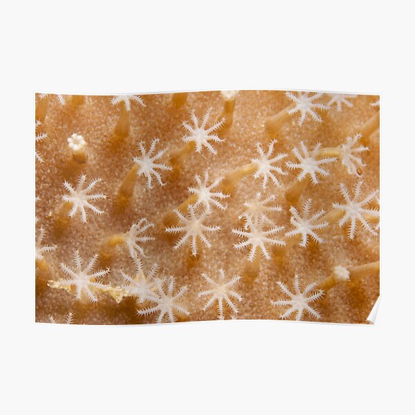 Ribbon Reefs - Coral Polyps Poster