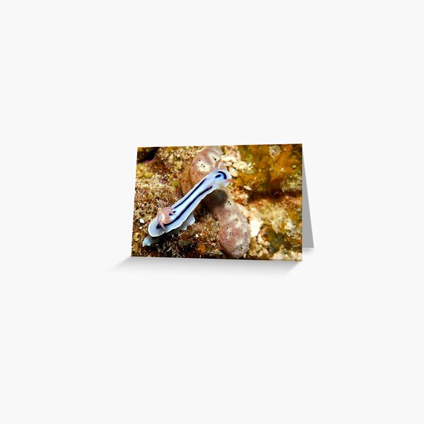 Ribbon Reefs - Nudibranch Greeting Card