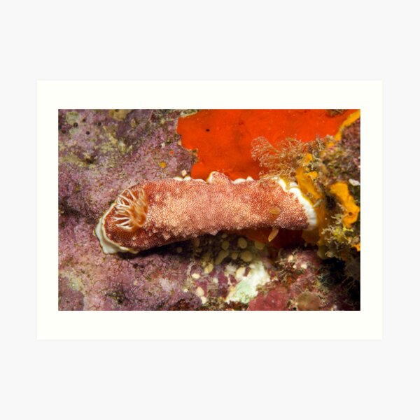 Ribbon Reefs - Nudibranch Art Print