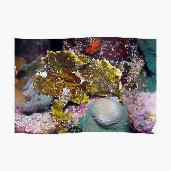 Ribbon Reefs - Green Leaf Scorpion Fish Poster