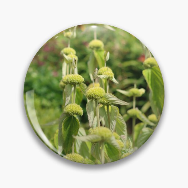 Item preview, Turkish sage designed and sold by GreyFeatherPhot.