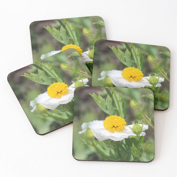 Item preview, Fried egg plant - Matilija poppy designed and sold by GreyFeatherPhot.