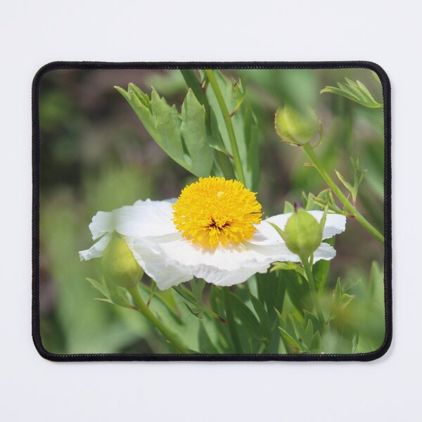 Item preview, Fried egg plant - Matilija poppy designed and sold by GreyFeatherPhot.