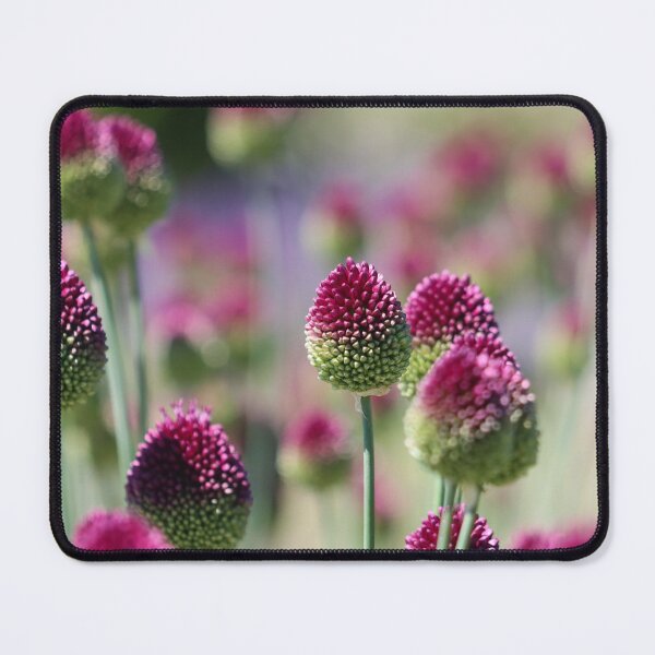 Item preview, Alliums designed and sold by GreyFeatherPhot.