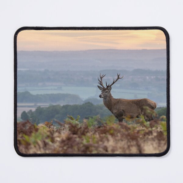 Item preview, Red Deer in Bradgate Park designed and sold by Steve Liptrot Photography.