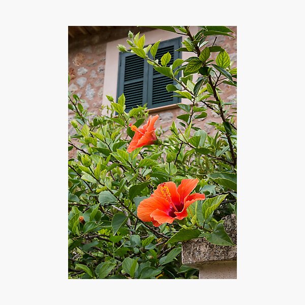 Aperçu de l'œuvre Fleurs de Majorque créée et vendue par Tina  Townhill.