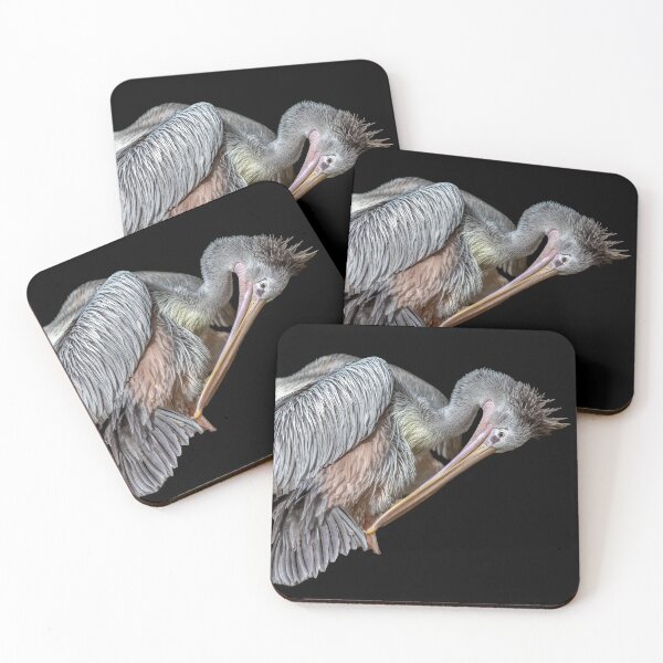 Item preview, Pelicans Preening designed and sold by derekbeattie.