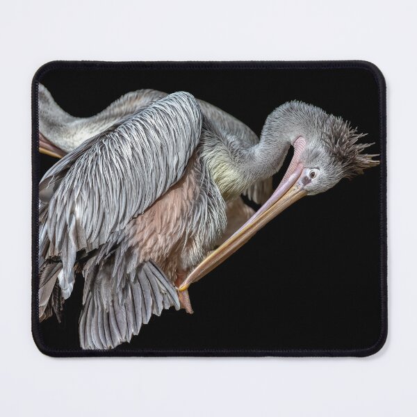 Item preview, Pelicans Preening designed and sold by derekbeattie.