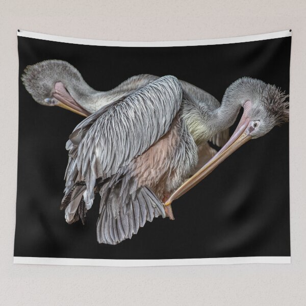 Item preview, Pelicans Preening designed and sold by derekbeattie.