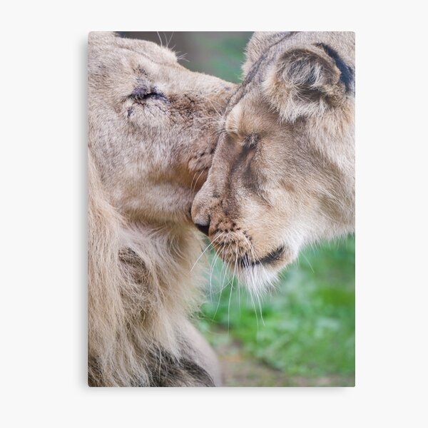 Decoración: Pareja De Leones | Redbubble