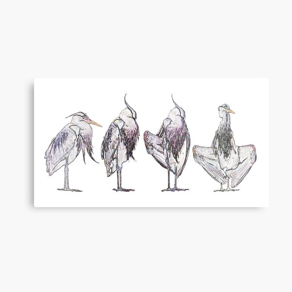Gesturing Herons Metal Print