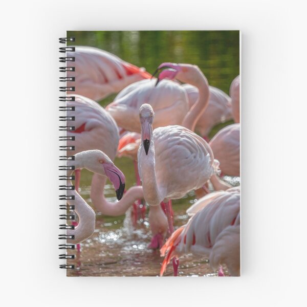 Item preview, Flamingos in the Sunshine designed and sold by derekbeattie.