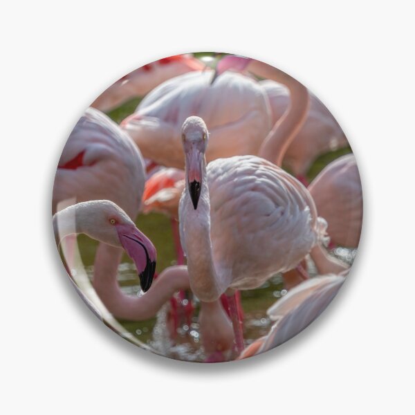 Item preview, Flamencos al sol designed and sold by derekbeattie.