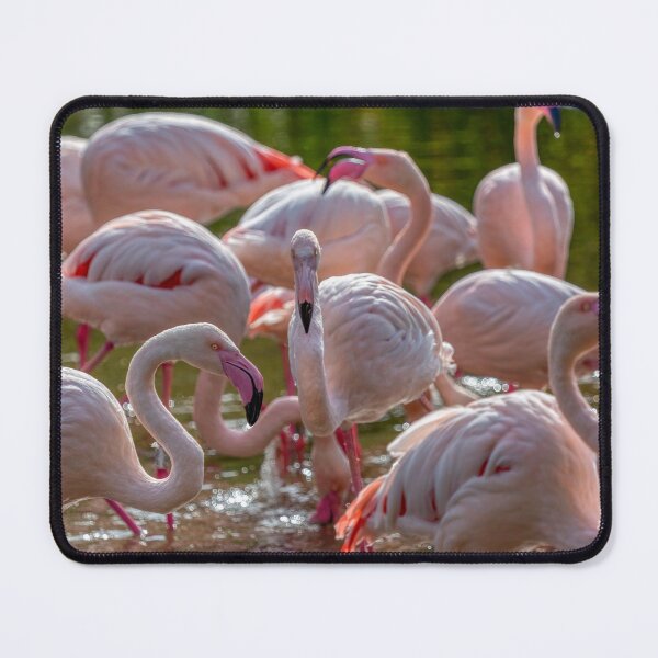 Item preview, Flamingos in the Sunshine designed and sold by derekbeattie.