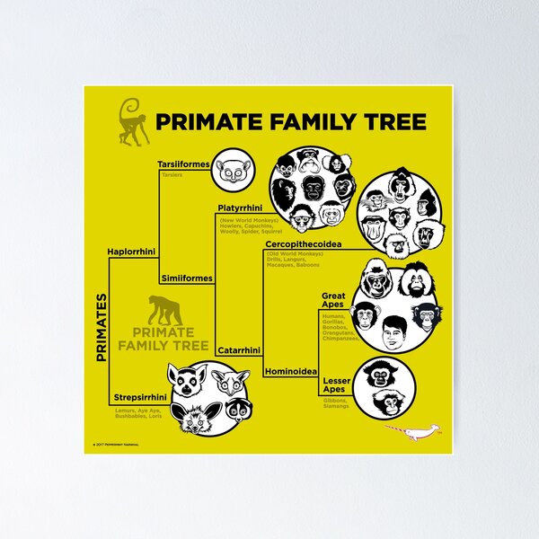 Item preview, Primate Family Tree designed and sold by Peppermint Narwhal.