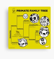 Primate Family Tree Canvas Print