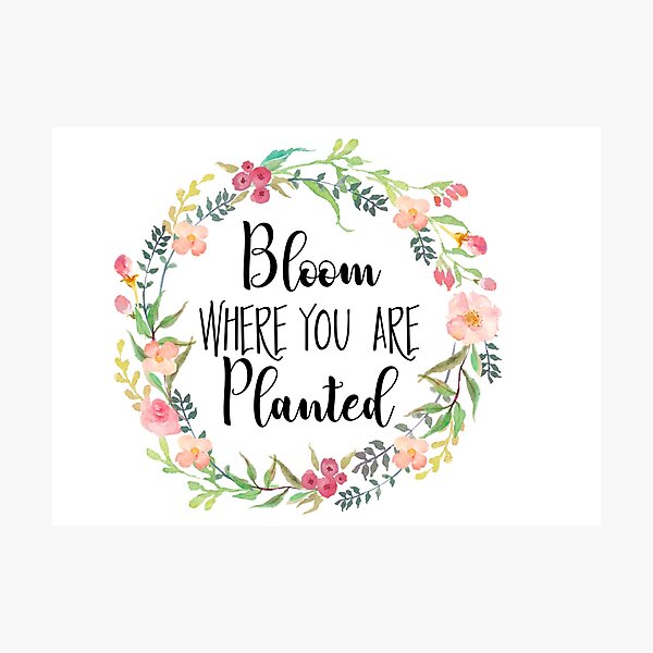 Bloom Where You Are Planted. Photographic Print