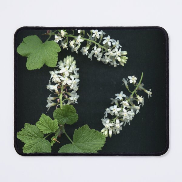 Item preview, Flowering Currants designed and sold by Gabriele Maurus.