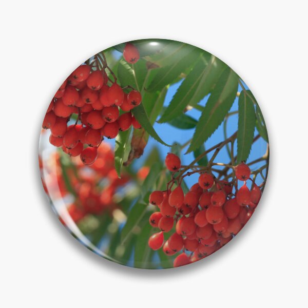 Artikelvorschau, Rote Beeren auf Hintergrund des blauen Himmels entworfen und verkauft von olena2552.