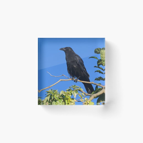 Item preview, Crow designed and sold by days-photographic.
