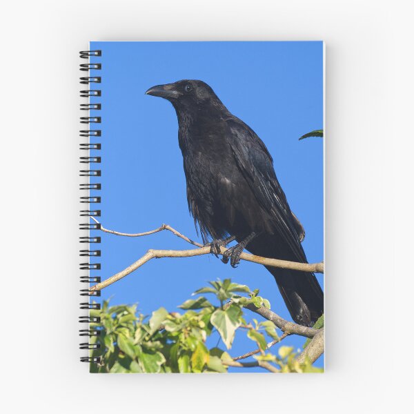 Item preview, Crow designed and sold by days-photographic.