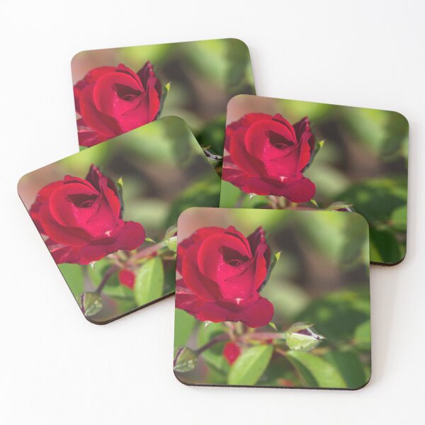 Item preview, Captain Sir Tom Moore Rose designed and sold by days-photographic.