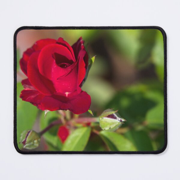 Item preview, Captain Sir Tom Moore Rose designed and sold by days-photographic.