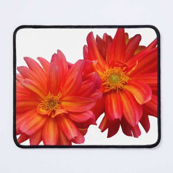 Item preview, Two red dahlias designed and sold by Maxiverse.