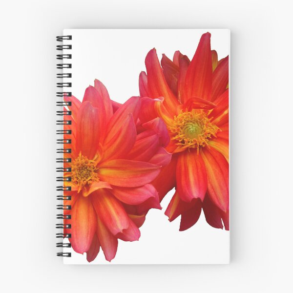 Item preview, Two red dahlias designed and sold by Maxiverse.