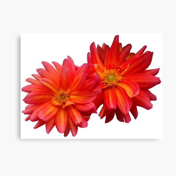 Two red dahlias Canvas Print