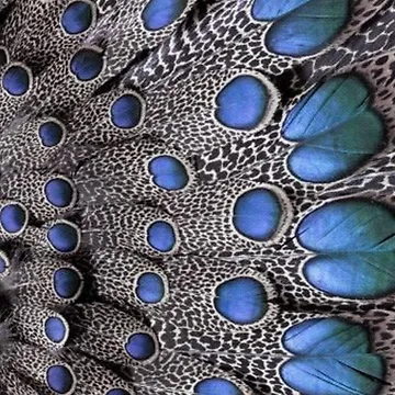 Artwork thumbnail, Feather by Rosa1977