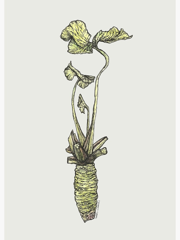 "Wasabi" Art Print for Sale by SerenSketches Redbubble