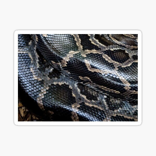 Colorful Pattern of a Snakeskin Nr. 2 Sticker