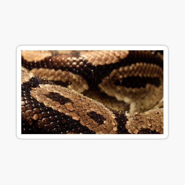 Colorful Pattern of a Snakeskin Nr. 3 Sticker