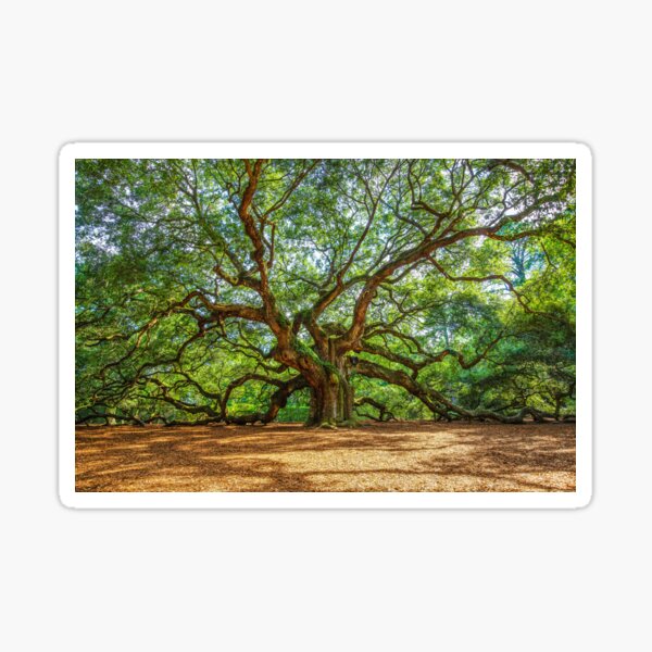 Angel Oak Merch & Gifts for Sale