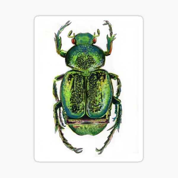 Coléoptère Sticker