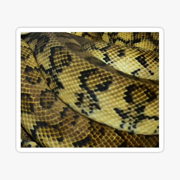 Colorful Pattern of a Snakeskin Nr. 5 Sticker