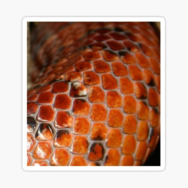 Colorful Pattern of a Snakeskin Nr. 6 Sticker