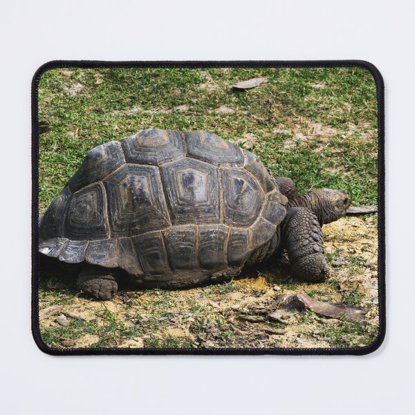 Item preview, Tortoise designed and sold by QuackerSnaps.