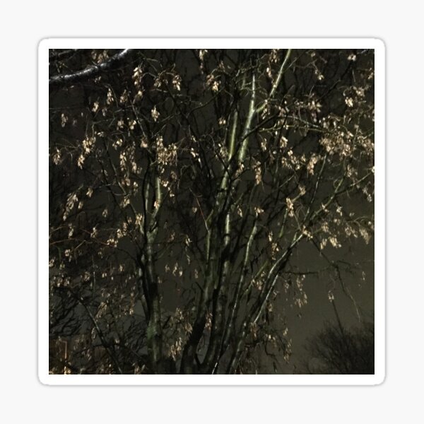 Iceland Tree at night Sticker