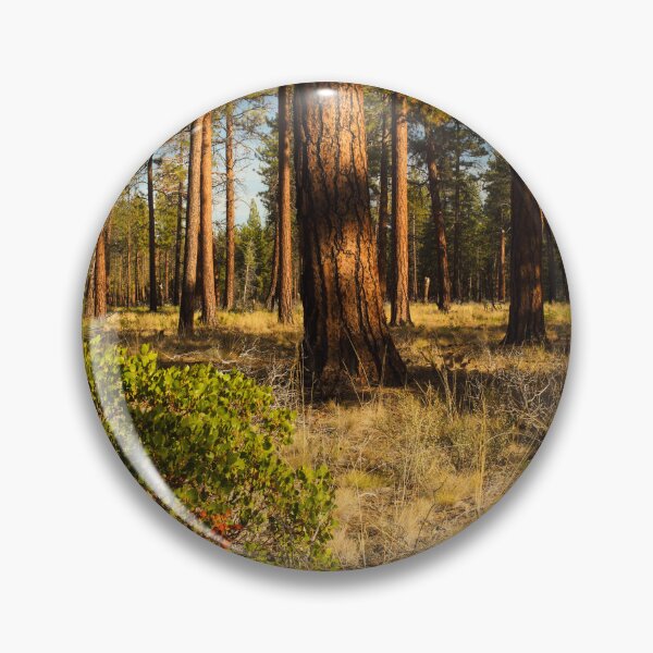 Item preview, Grove of pine trees in central Oregon. designed and sold by jklune.