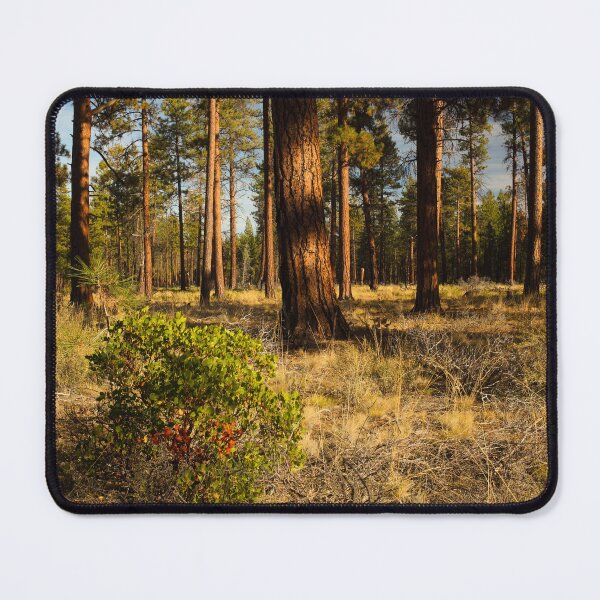 Item preview, Grove of pine trees in central Oregon. designed and sold by jklune.