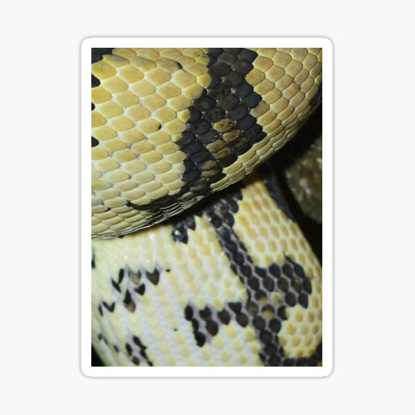 Colorful Pattern of a Snakeskin Nr. 11 Sticker