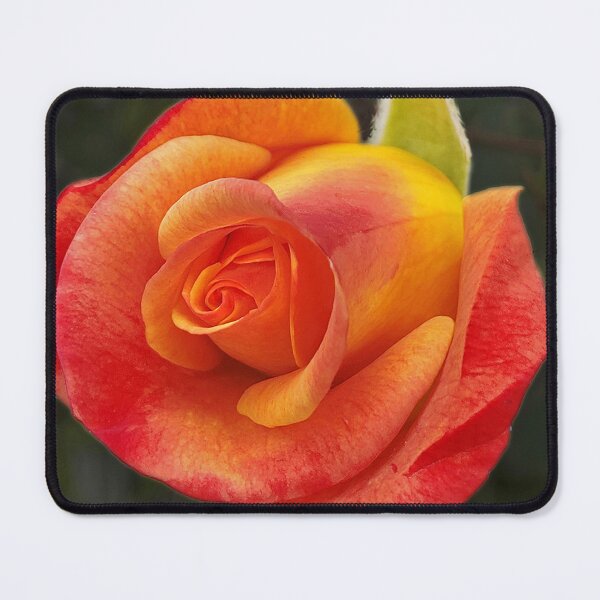 Item preview, Tangerine rose designed and sold by rickbrodey.