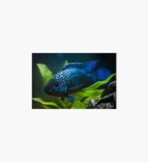 Jack Dempsey Cichlid Art Board